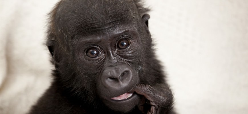 Baby gorilla Okanda travels with Stena Line to Europe